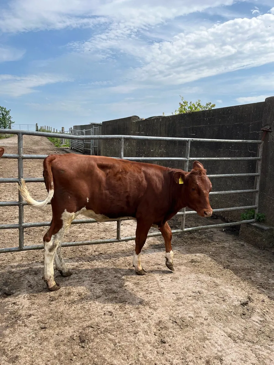Beef Shorthorn Heifers - Image 4