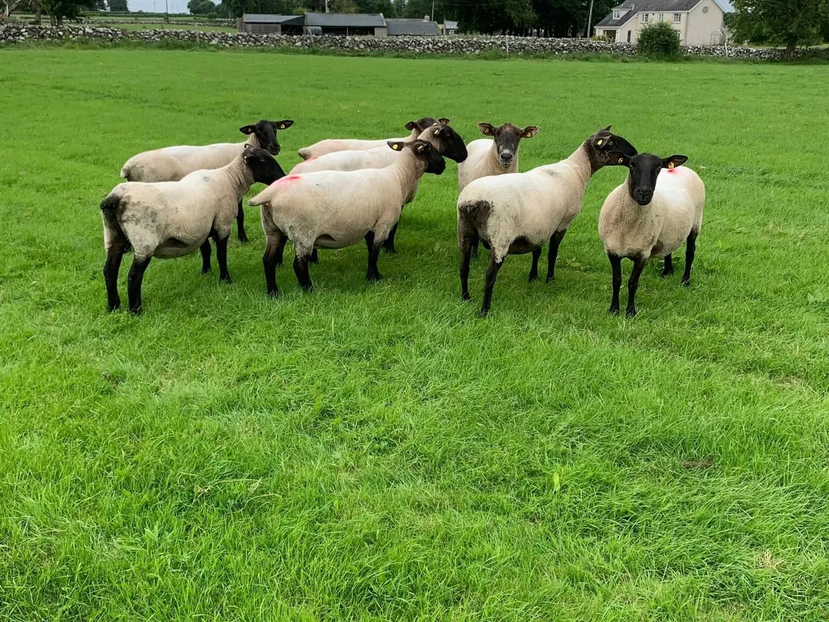 Eight 2nd Crop Suffolk Cross Ewes