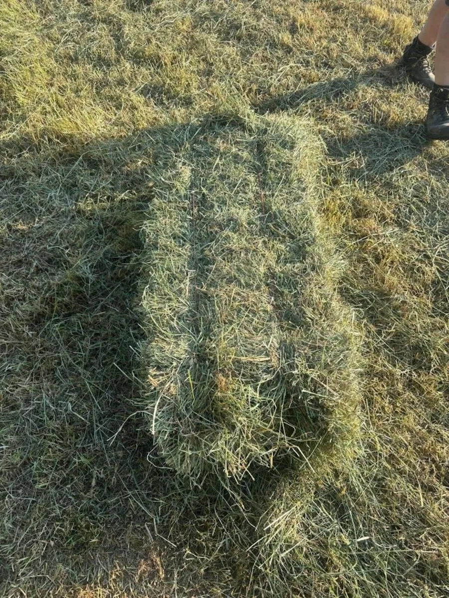 HAY   June 25    Square and round bales for sale . - Image 1