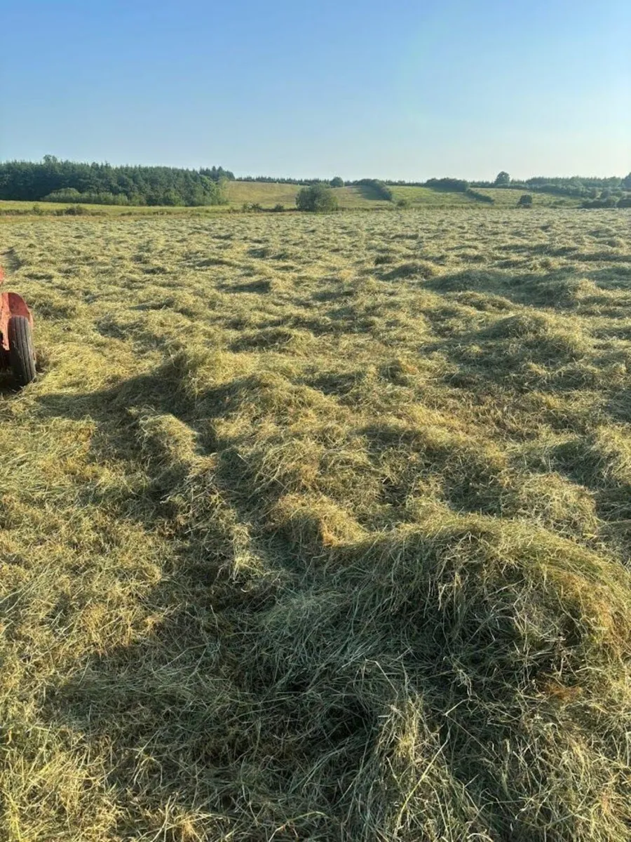 HAY   June 25    Square and round bales for sale . - Image 2