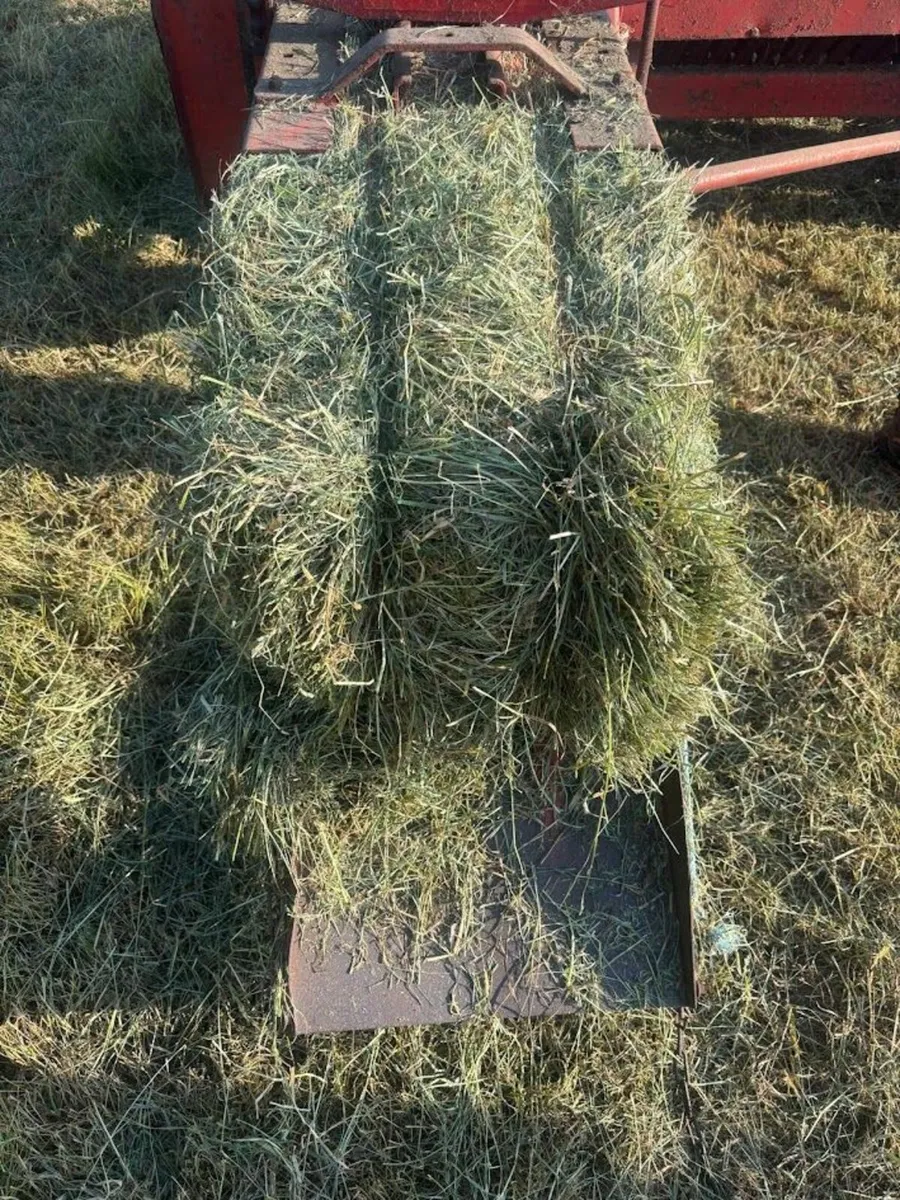 HAY   June 25    Square and round bales for sale . - Image 4