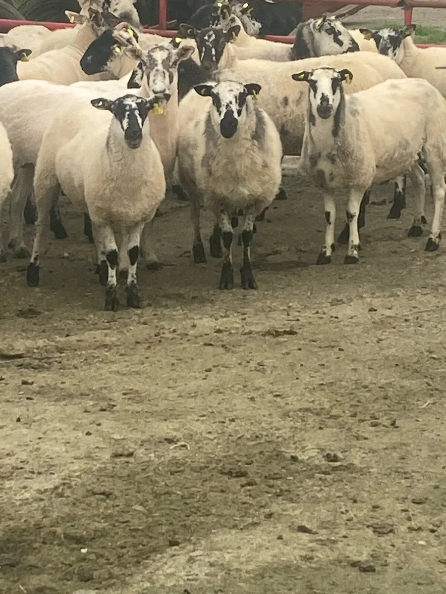 Mule Hoggetts - Image 1