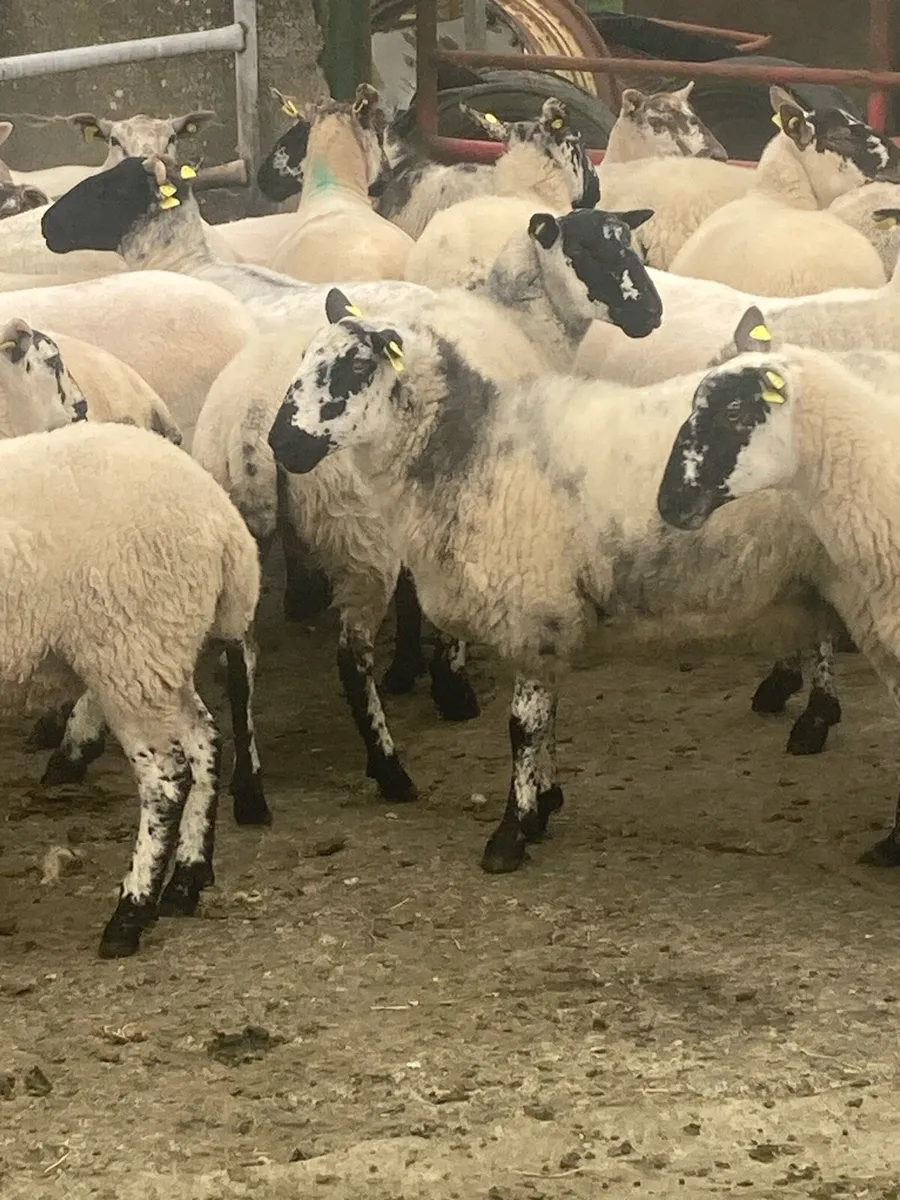 Mule Hoggetts - Image 2