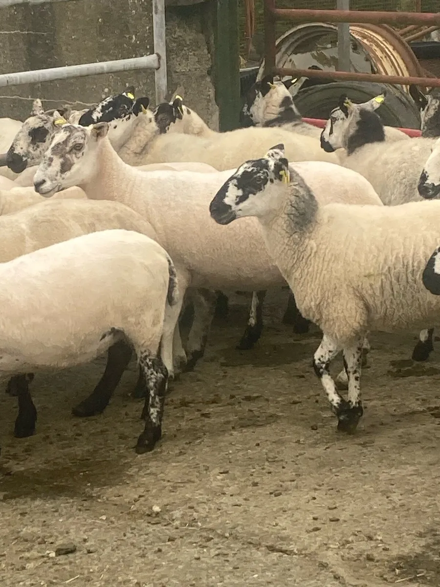 Mule Hoggetts - Image 3