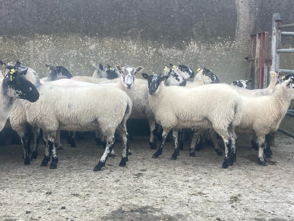 Mule Hoggetts - Image 4