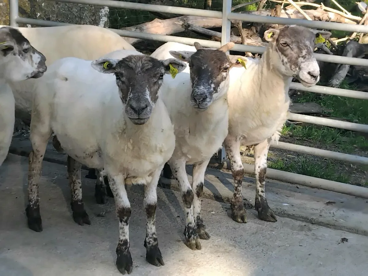 7, 1st Crop Breeding Ewes - Image 2