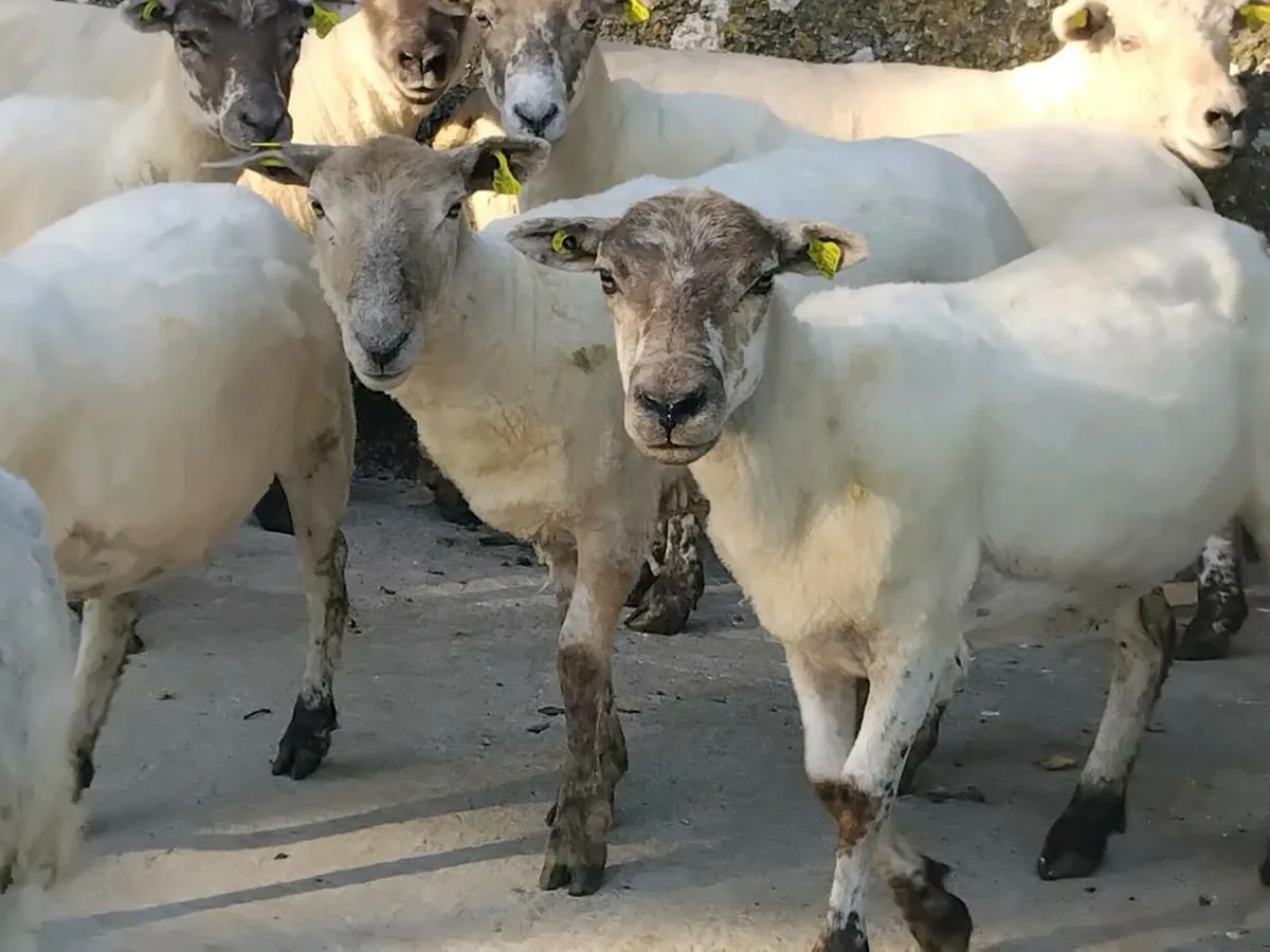7, 1st Crop Breeding Ewes - Image 3