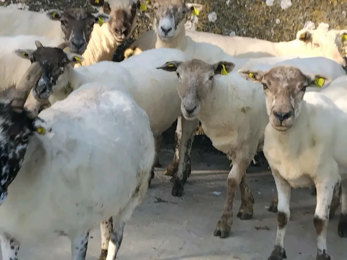 7, 1st Crop Breeding Ewes - Image 4