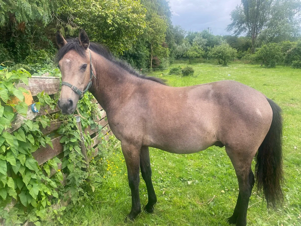 ⭐️ Connemara Yearling Colt ⭐️ - Image 1