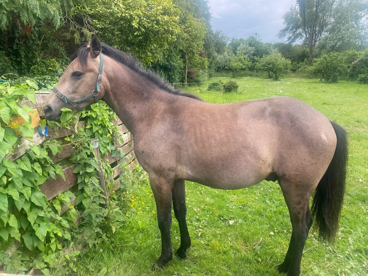 ⭐️ Connemara Yearling Colt ⭐️ - Image 2
