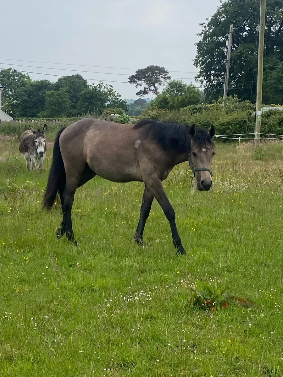 ⭐️ Connemara Yearling Colt ⭐️ - Image 3