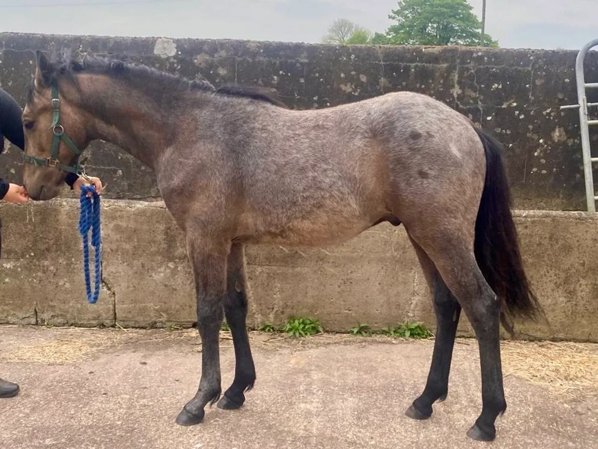 ⭐️ Connemara Yearling Colt ⭐️ - Image 4