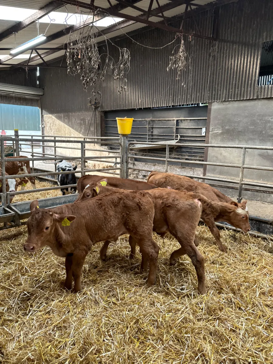 Lim bulls - Image 1