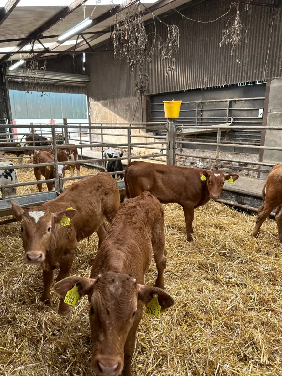 Lim bulls - Image 2