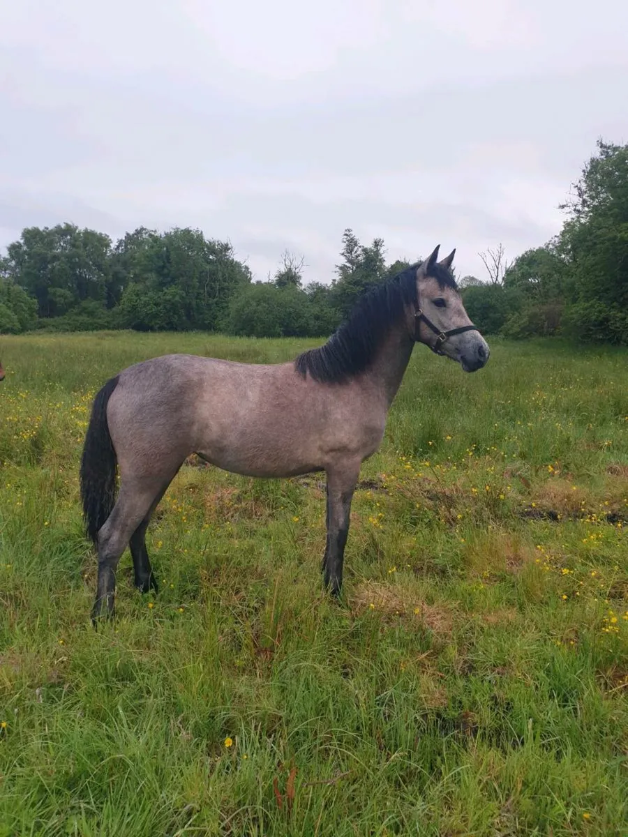 Connemara yearling - Image 2