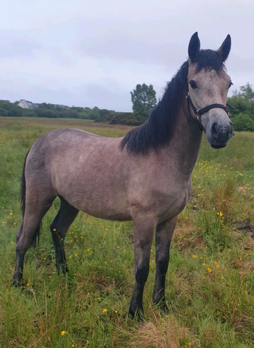 Connemara yearling - Image 4