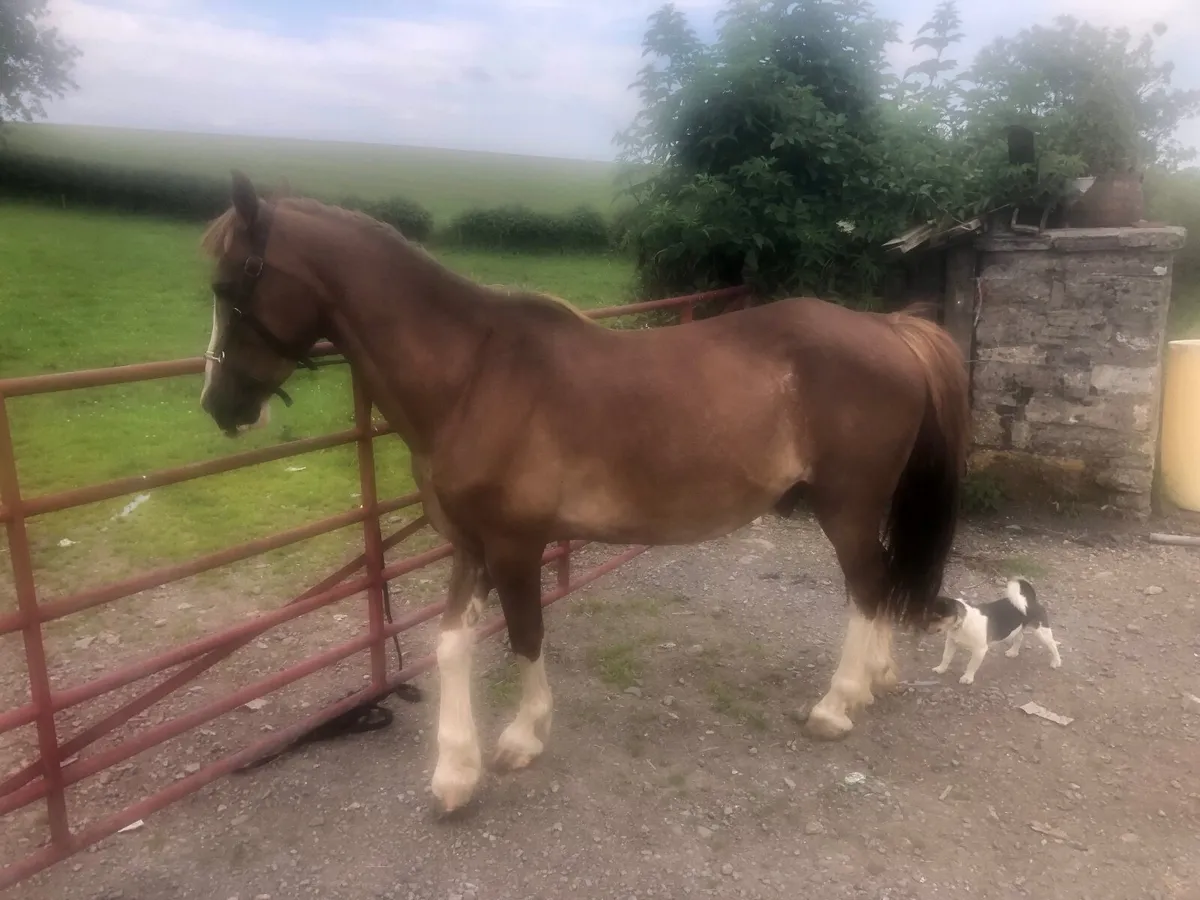 Horse - Image 1