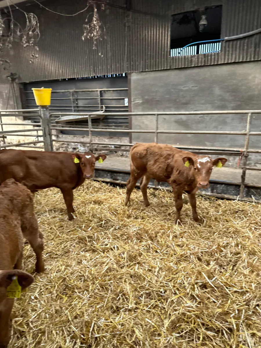 Lim bulls - Image 3
