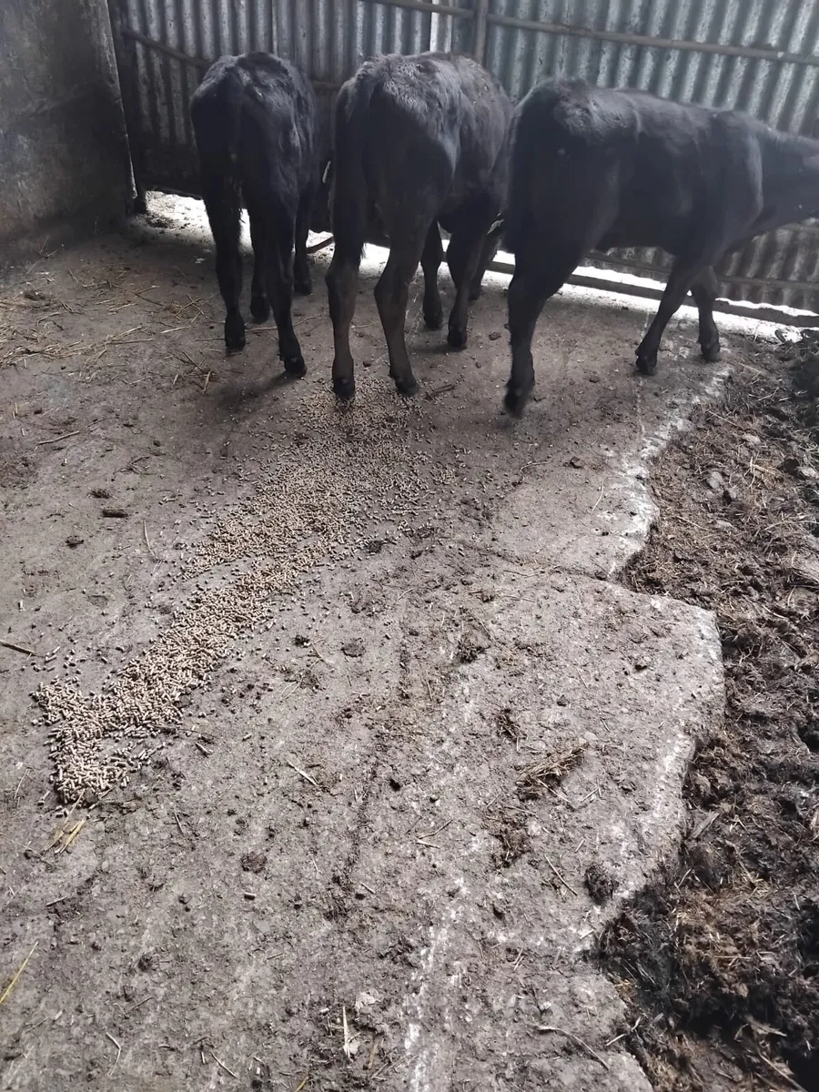 3 Angus runners for sale - Image 1