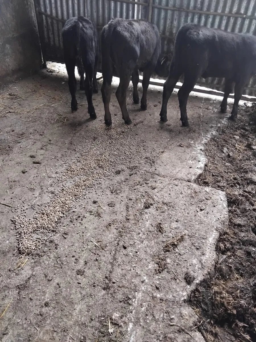 3 Angus runners for sale - Image 2