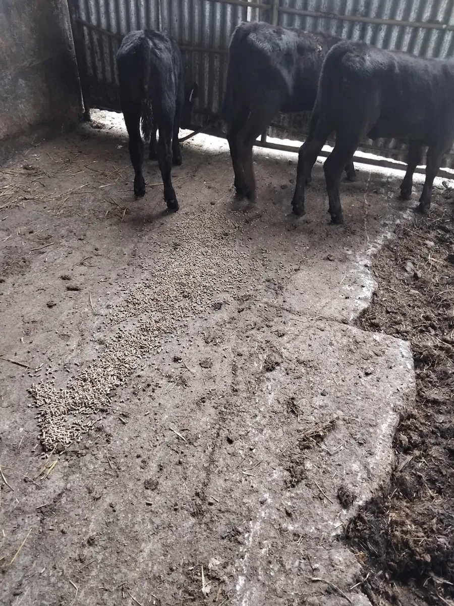 3 Angus runners for sale - Image 3
