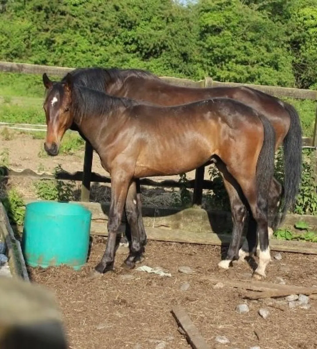 Lansdowne X Condios X Cavalier yearling colt - Image 3