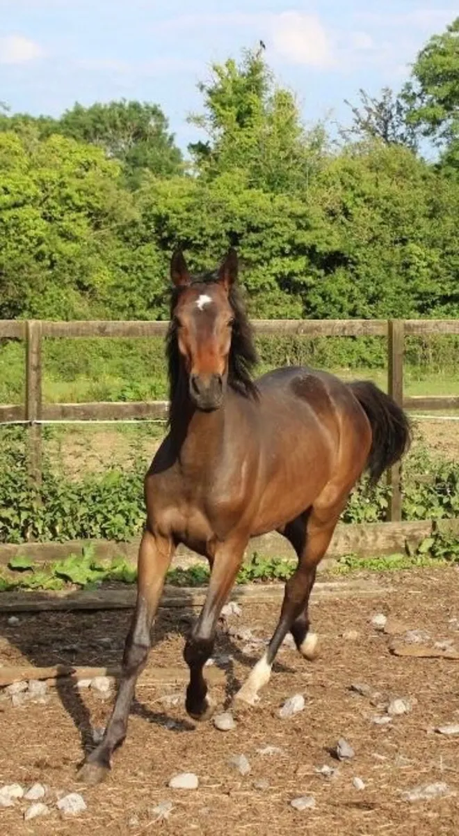Lansdowne X Condios X Cavalier yearling colt - Image 4
