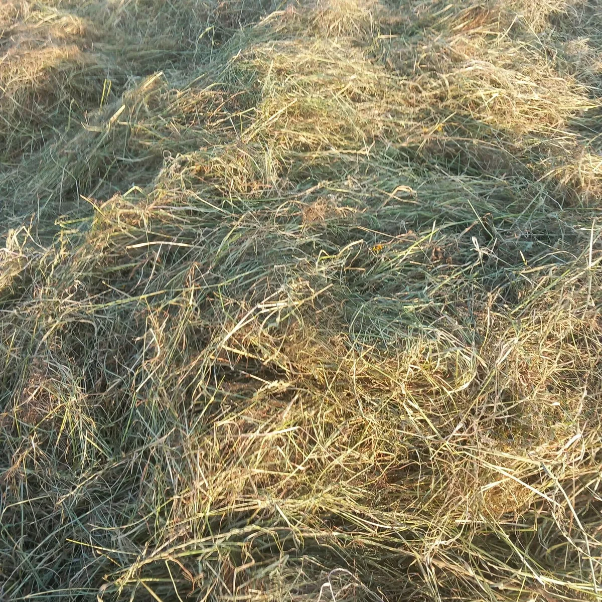 Top Quality Hay - Image 3