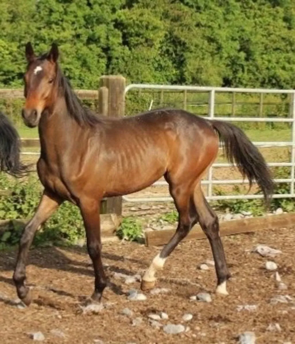 Lansdowne X Condios X Cavalier yearling colt - Image 1