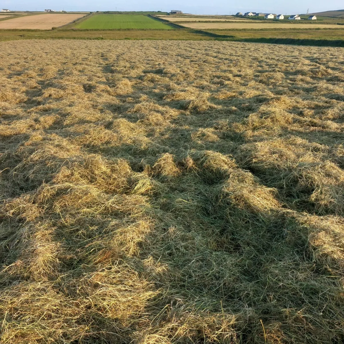 Top Quality Hay - Image 1