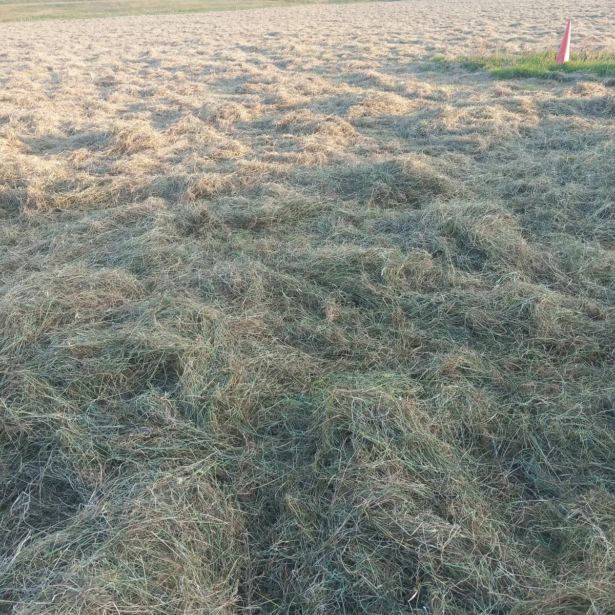 Top Quality Hay - Image 2