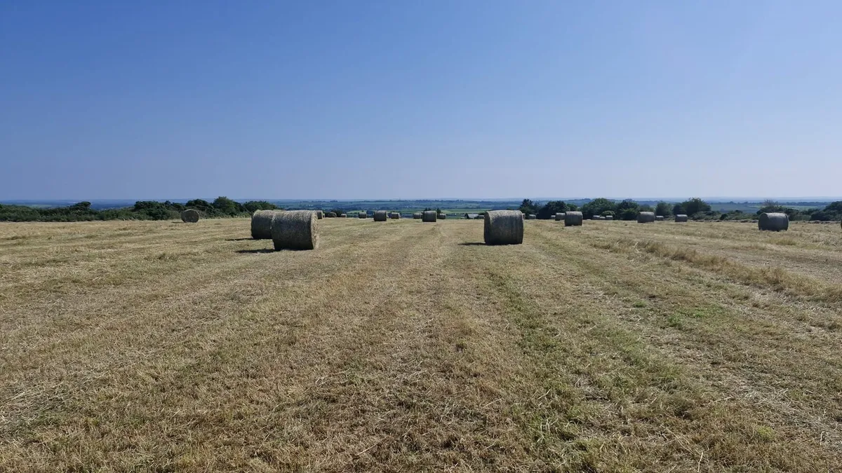 Hay