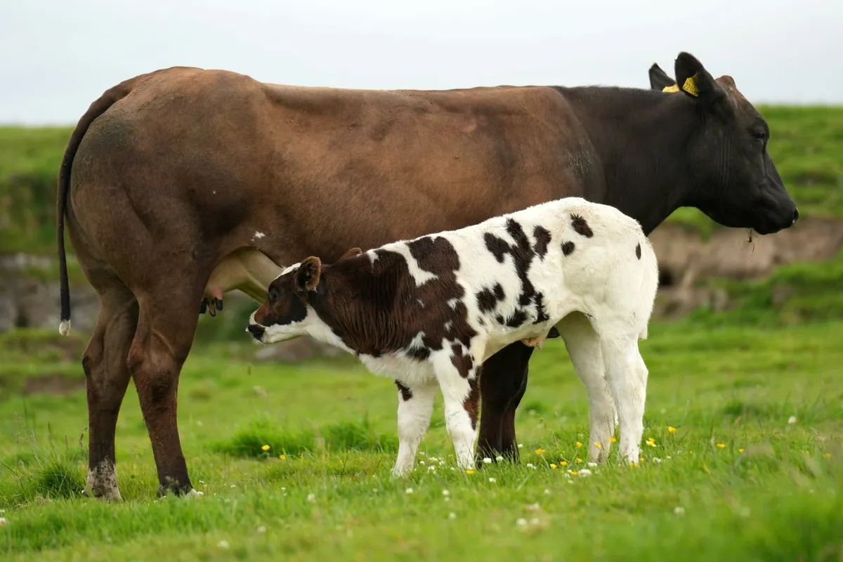 2 Serious Blue Heifers & Calves - Image 1