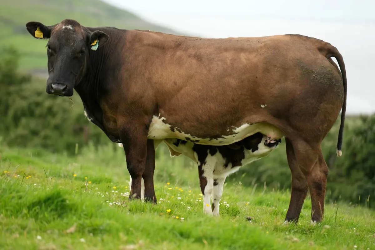 2 Serious Blue Heifers & Calves - Image 3