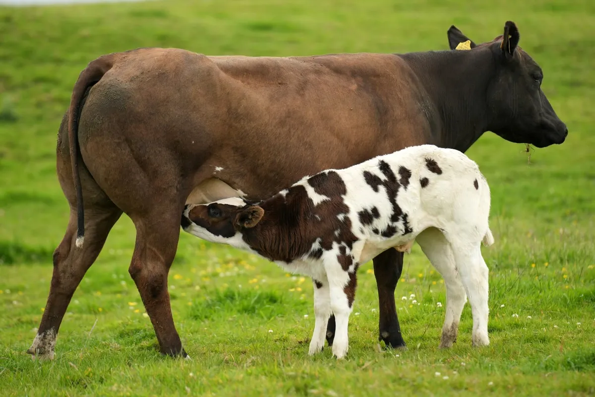2 Serious Blue Heifers & Calves - Image 4