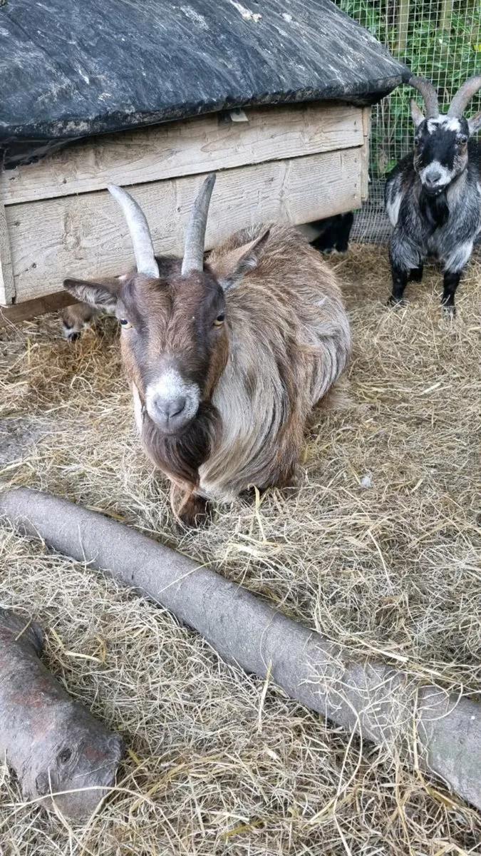Pedigree registered female pygmy goat in kid - Image 1
