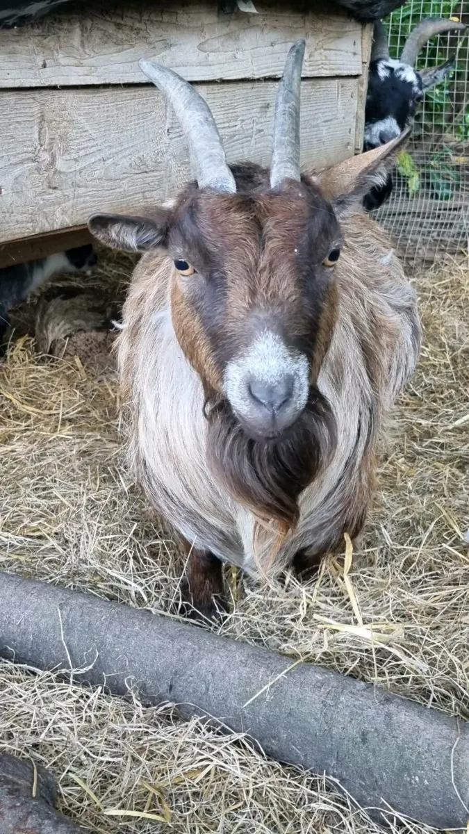 Pedigree registered female pygmy goat in kid - Image 2