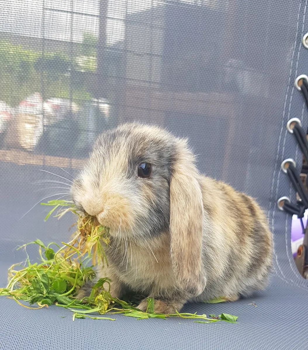Purebred Minilop Bunnies/Rabbits!! - Image 1