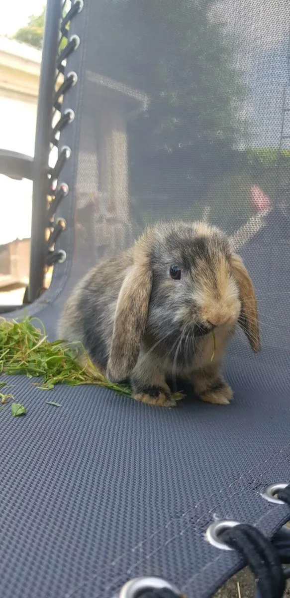 Purebred Minilop Bunnies/Rabbits!! - Image 2