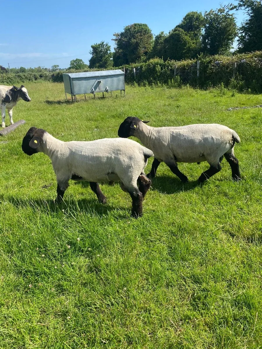 Suffolk Hogget Ram - Image 1