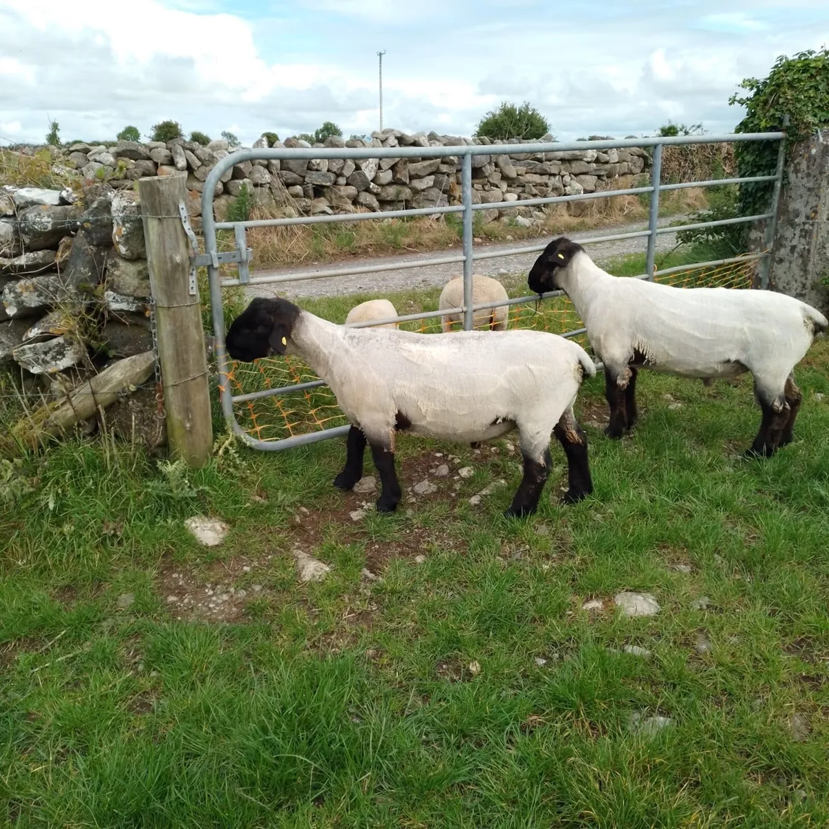 Suffolk Hogget Ram - Image 2