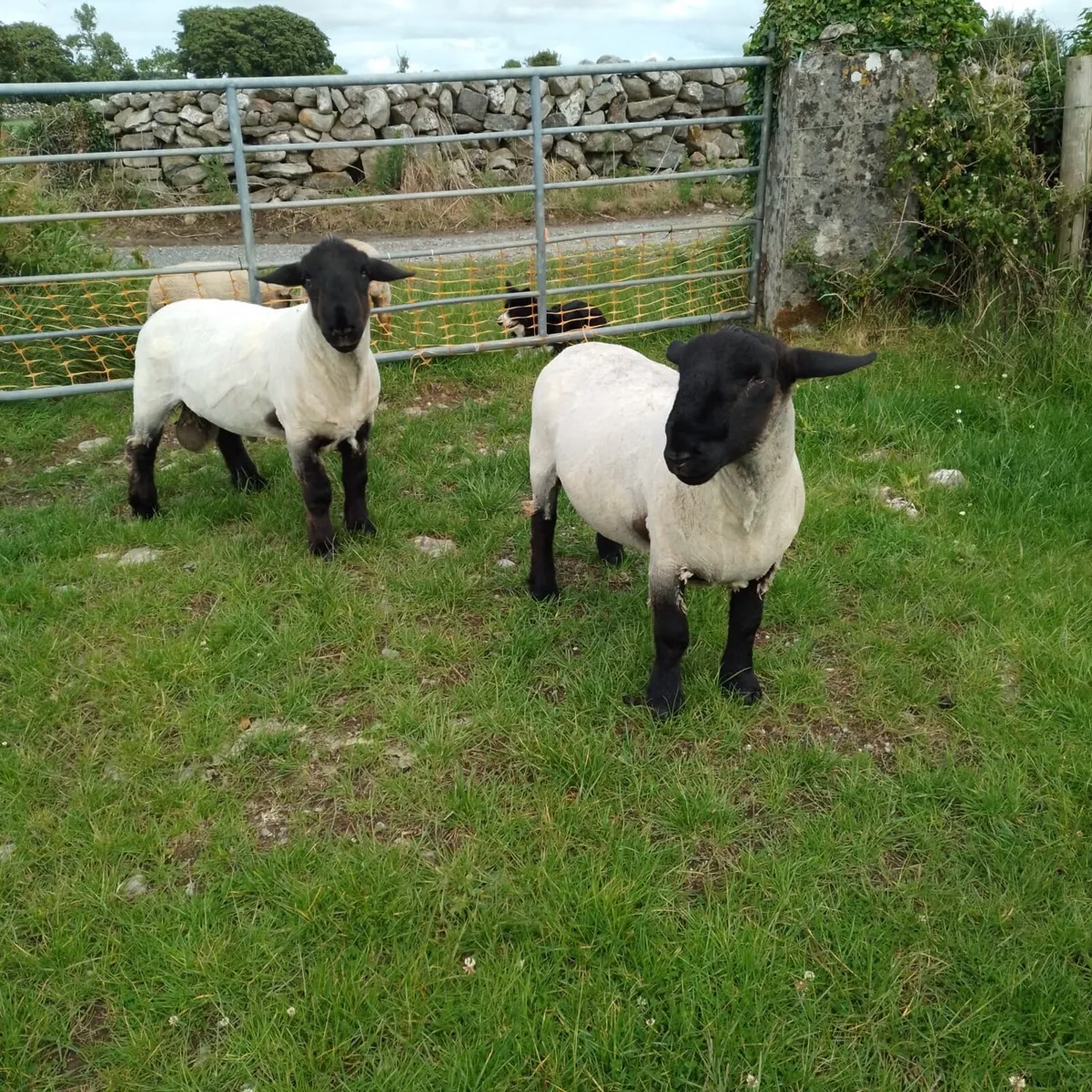 Suffolk Hogget Ram - Image 3