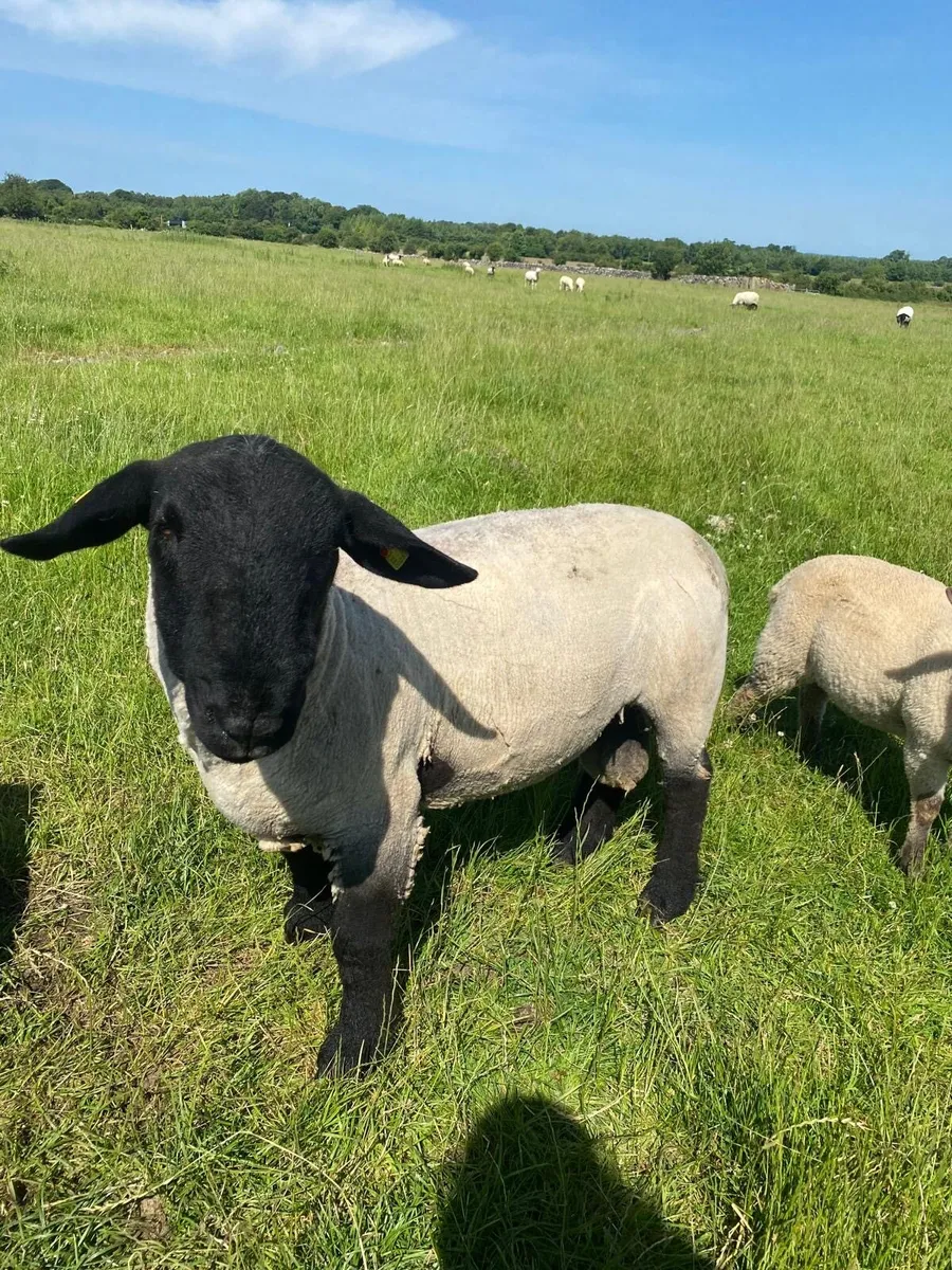 Suffolk Hogget Ram - Image 4
