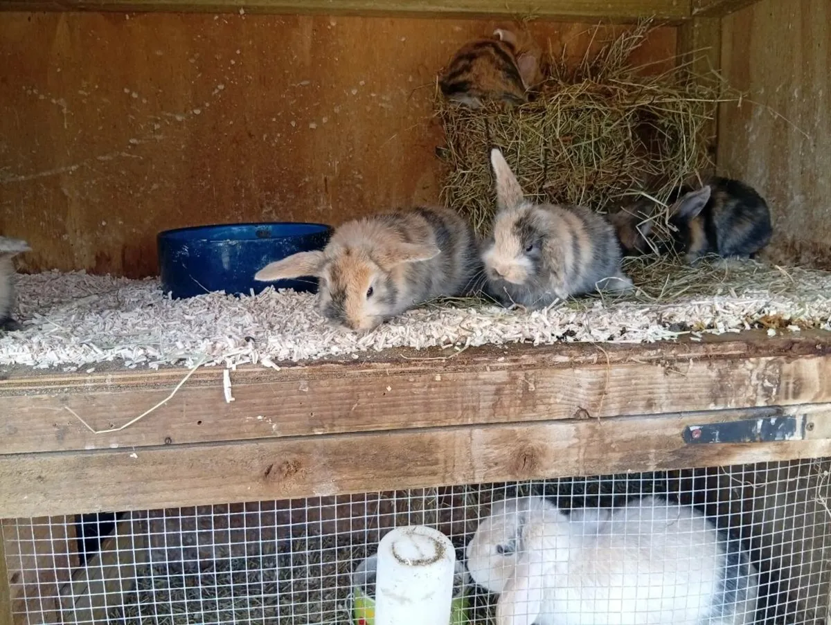 Baby bunnies - Image 1