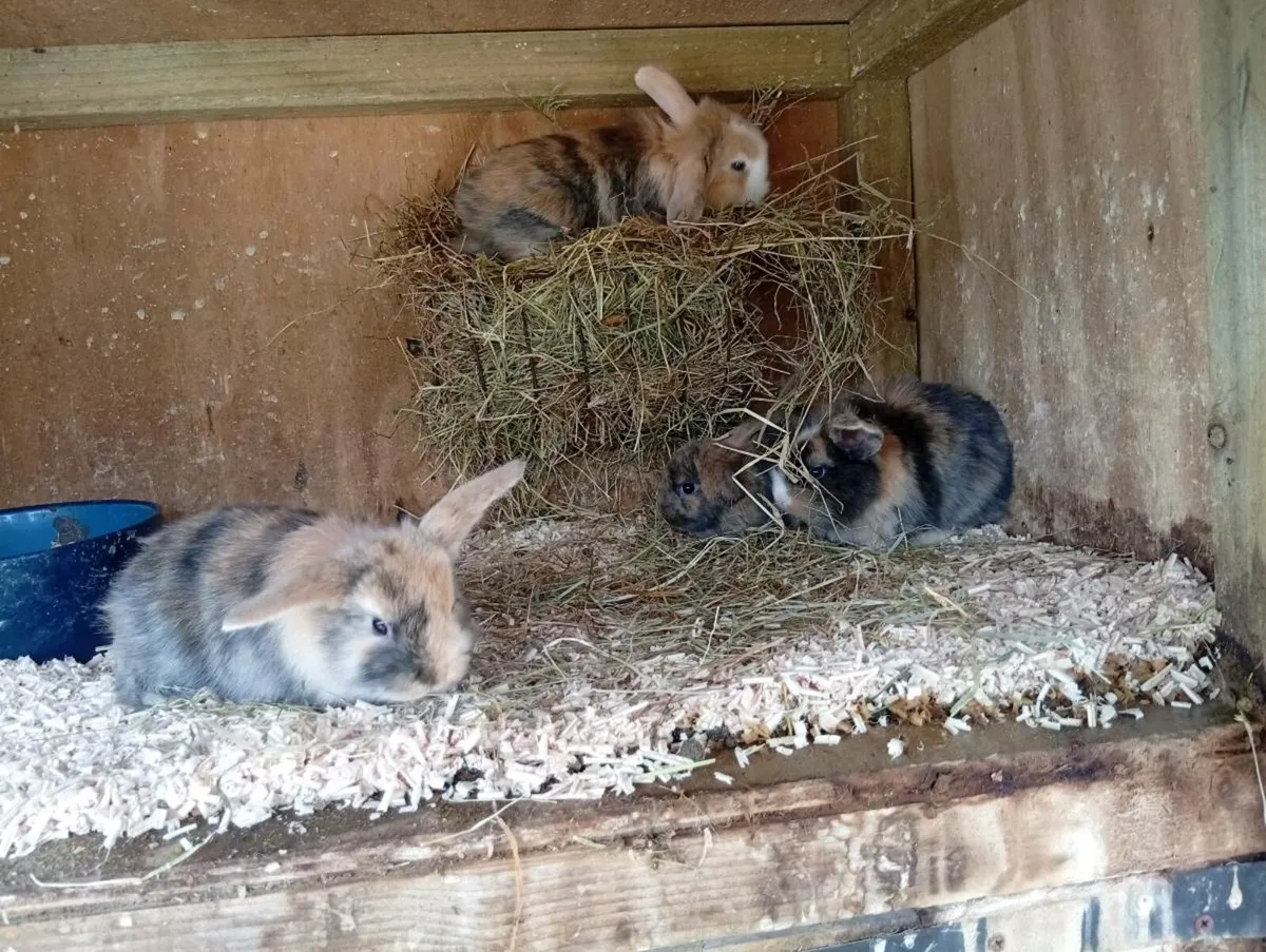 Baby bunnies - Image 2