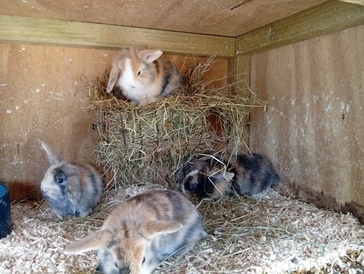 Baby bunnies - Image 3