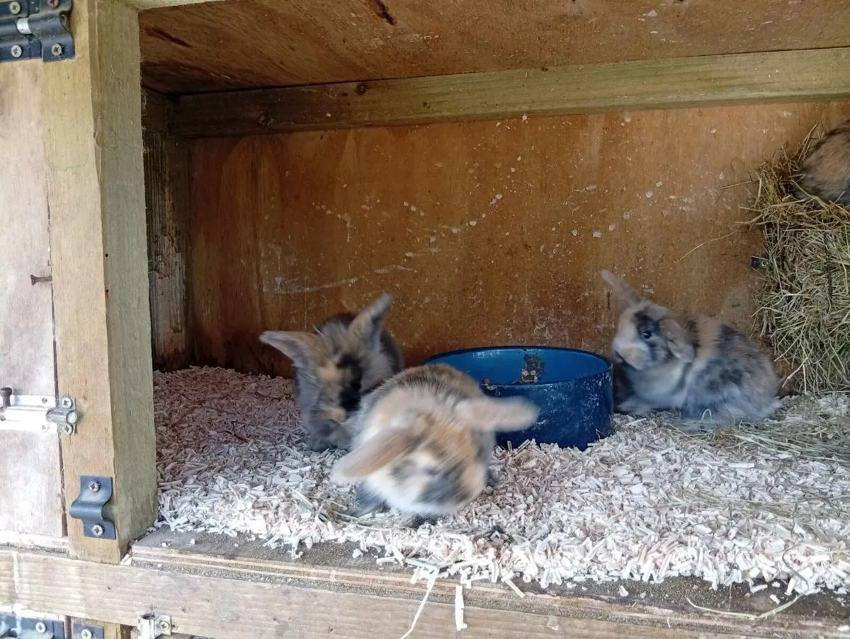 Baby bunnies - Image 4