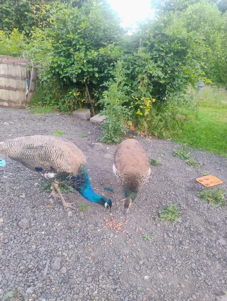 Peafowl - Image 2