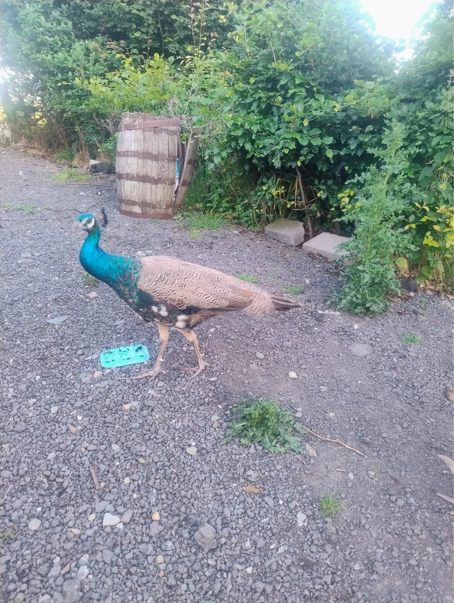 Peafowl - Image 3
