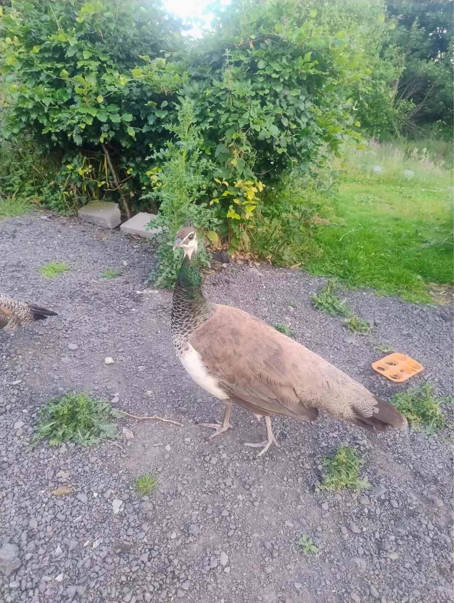 Peafowl - Image 4